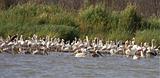 Ethiopia - Lago Chamo - Pellicani e Fenicotteri - 2